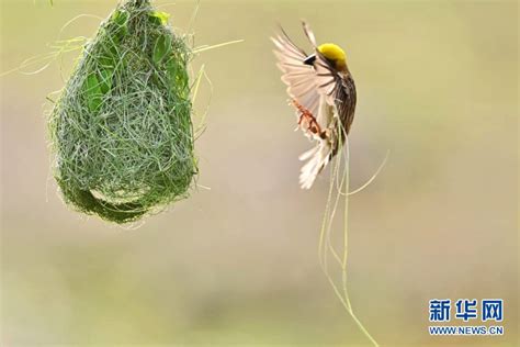 鳥築巢 風水|【鳥築巢吉兆】迎祥納瑞：野鳥築巢，居家風水好兆。